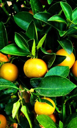 growing-mandarine-740258_1280 (1)