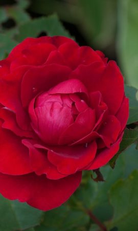 rose-anatolia-1425831_1280