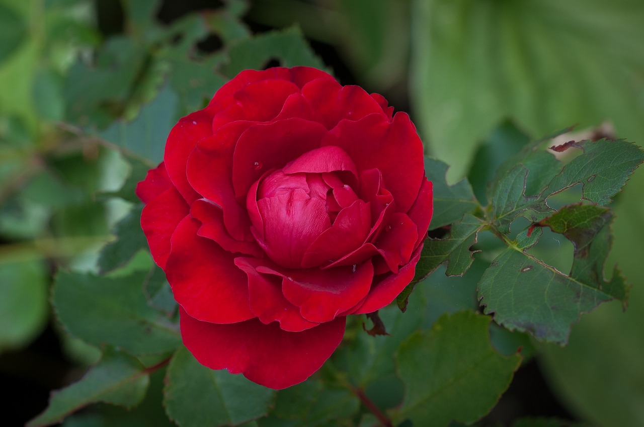 Rose Anatolia | Pure Destiny Aromatics Rose Anatolia | Pure Destiny Aromatics